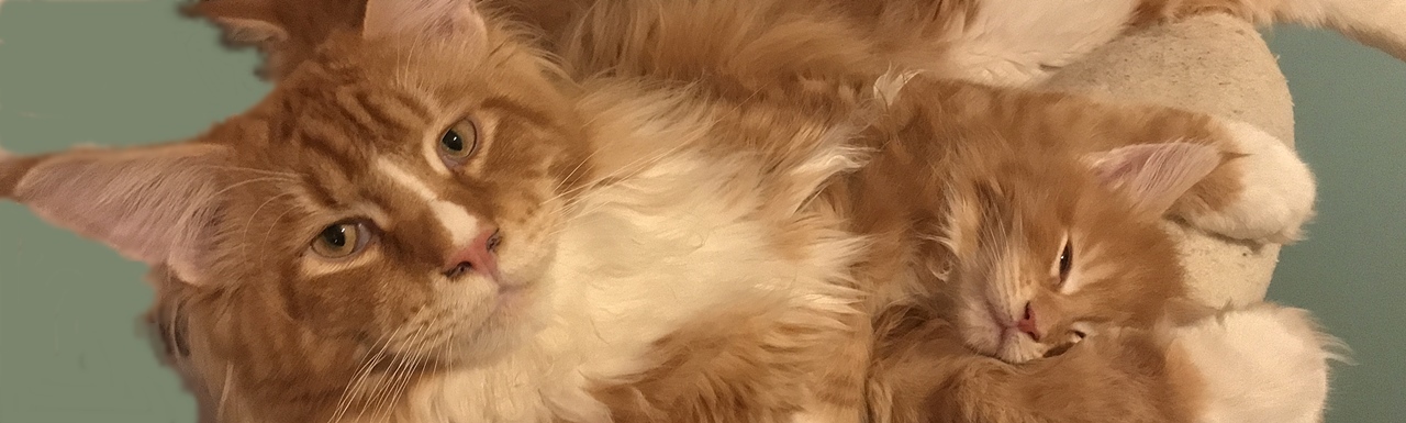 Maine Coon hodowla Wrocław Koci Wrocław