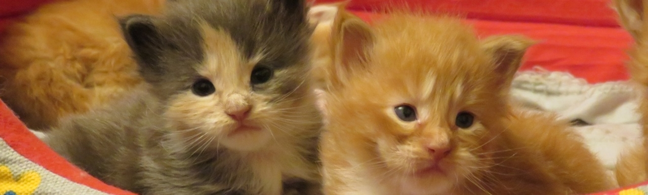Maine Coon hodowla Wrocław Koci Wrocław
