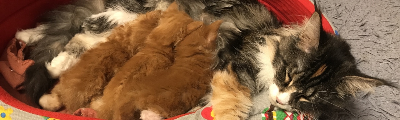 Maine Coon hodowla Wrocław Koci Wrocław
