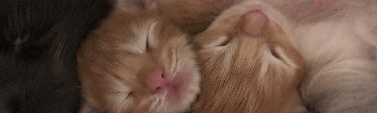 Maine Coon hodowla Wrocław Koci Wrocław