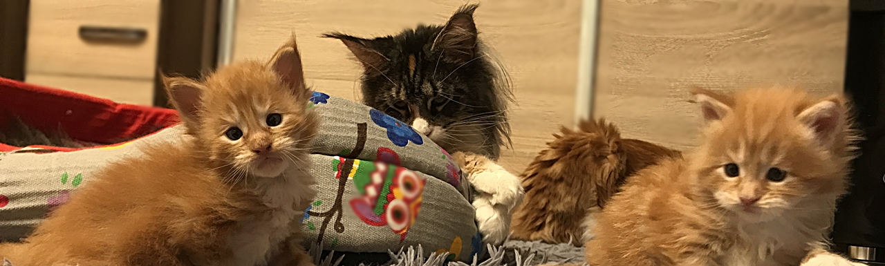 Maine Coon hodowla Wrocław Koci Wrocław