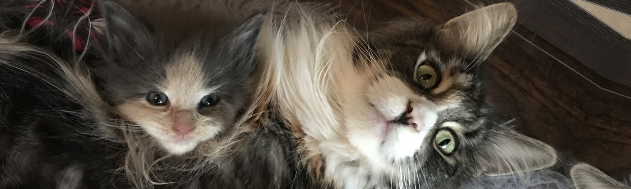 Maine Coon hodowla Wrocław Koci Wrocław