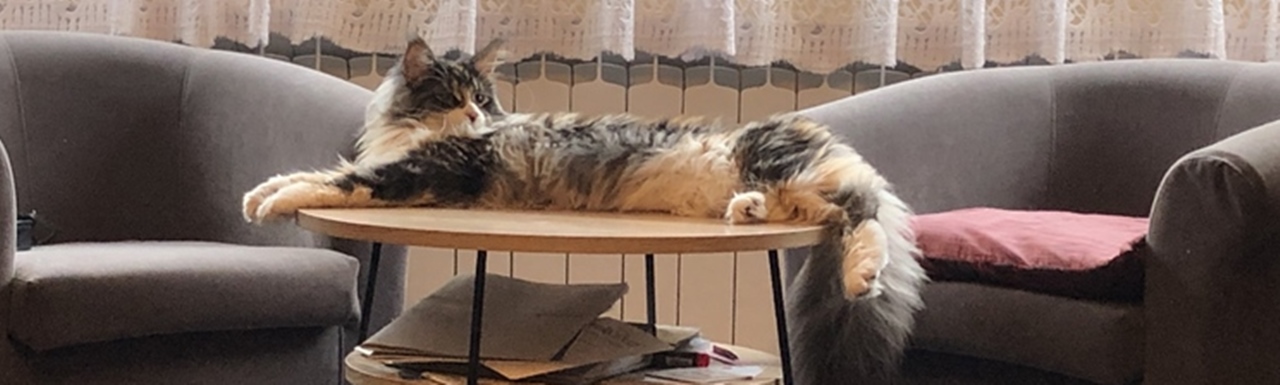 Maine Coon hodowla Wrocław Koci Wrocław
